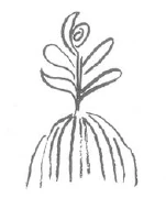 AltName