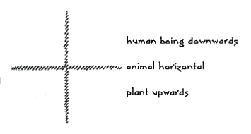 human , animal and plant orientation