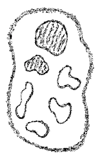 AltName