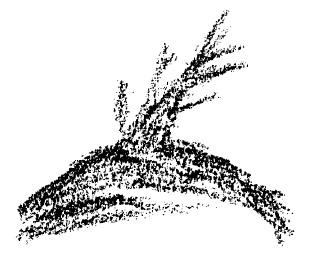 AltName