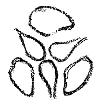 AltName