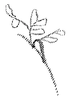 AltName