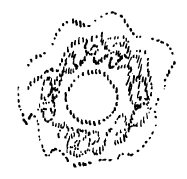 AltName