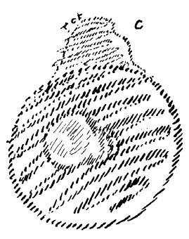 AltName