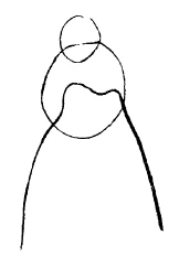 AltName