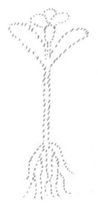 AltName
