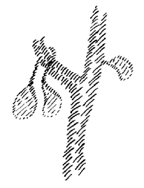 AltName