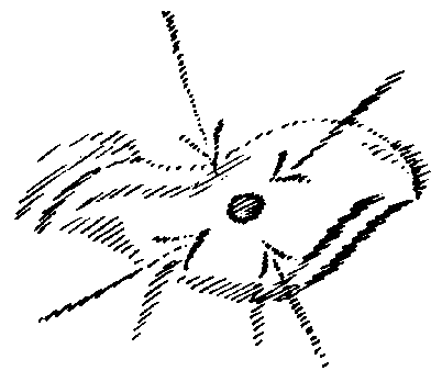 Diagram 9