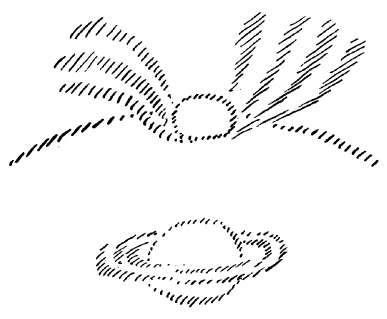 AltName