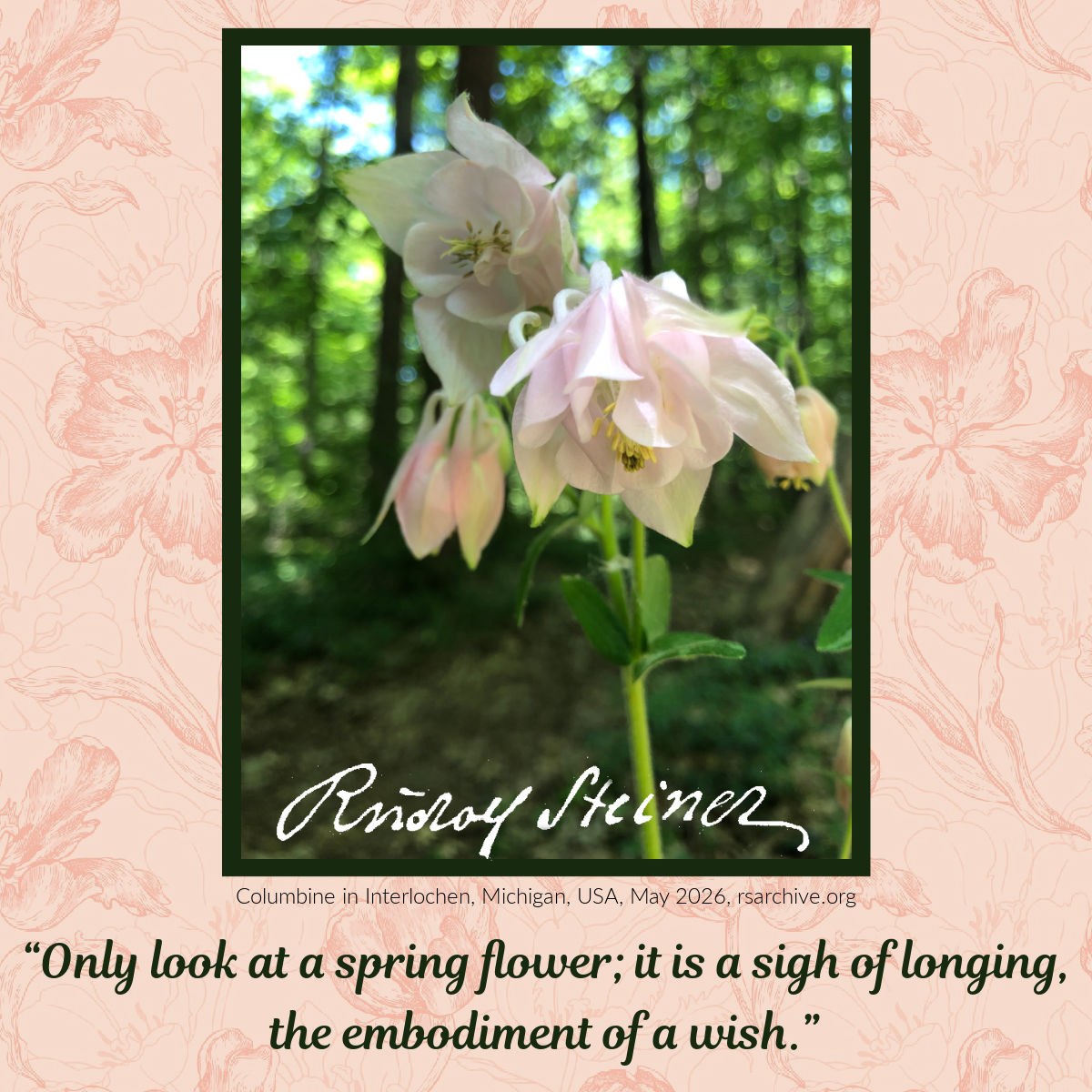 The spring flower